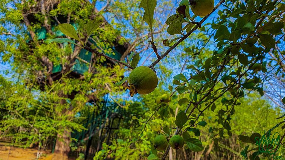 Yala Beddegama Eco Otel Kataragama Dış mekan fotoğraf