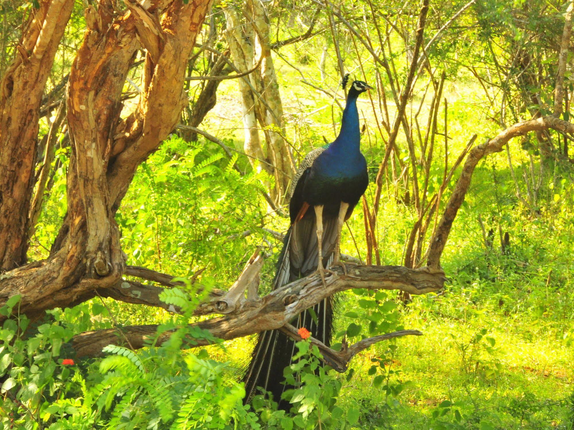 Yala Beddegama Eco Otel Kataragama Dış mekan fotoğraf